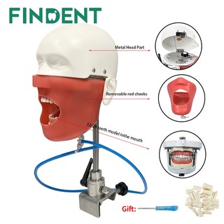1 Bộ Mô Phỏng Nha Khoa Đầu Người Mẫu Typodont phantom head model Với Mô Hình Răng Có Thể Tháo Rời Cho Nha Khoa Sinh Viên Đào Tạo Thực Tế