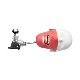 1 Bộ Mô Phỏng Nha Khoa Đầu Người Mẫu Typodont phantom head model Với Mô Hình Răng Có Thể Tháo Rời Cho Nha Khoa Sinh Viên Đào Tạo Thực Tế