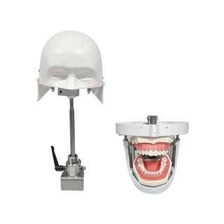 1 Bộ Mô Phỏng Nha Khoa Đầu Người Mẫu Typodont phantom head model Với Mô Hình Răng Có Thể Tháo Rời Cho Nha Khoa Sinh Viên Đào Tạo Thực Tế