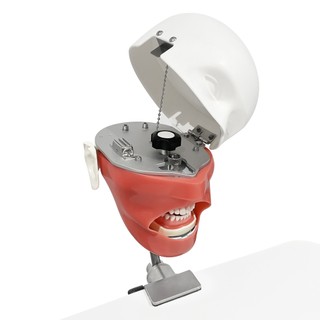 1 Bộ Mô Phỏng Nha Khoa Đầu Người Mẫu Typodont phantom head model Với Mô Hình Răng Có Thể Tháo Rời Cho Nha Khoa Sinh Viên Đào Tạo Thực Tế