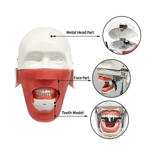 1 Bộ Mô Phỏng Nha Khoa Đầu Người Mẫu Typodont phantom head model Với Mô Hình Răng Có Thể Tháo Rời Cho Nha Khoa Sinh Viên Đào Tạo Thực Tế