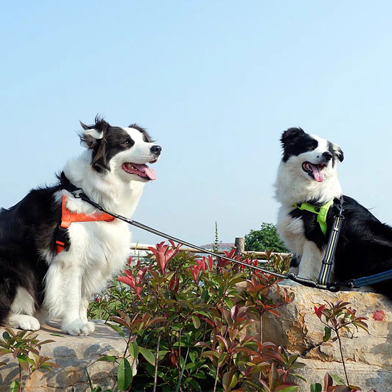 TRUELOVE Dây xích chó đôi có thể điều chỉnh cho hai chú chó bị rối phản quang miễn phí để đi bộ