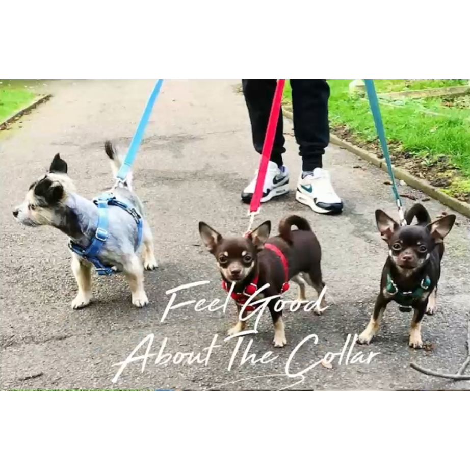 Vòng cổ chó tùy chỉnh có tên, Vòng cổ chó nhung, Vòng cổ chó con khắc, Thẻ chó có khắc tên, Bộ cổ chó và dây xích