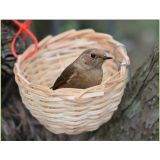 Chim Tre Dệt Cỏ Tổ Budgerigar Vẹt Chim Sẻ Agapornis Handmade Tổ Chim Thức Ăn Phụ Kiện Lồng Chim