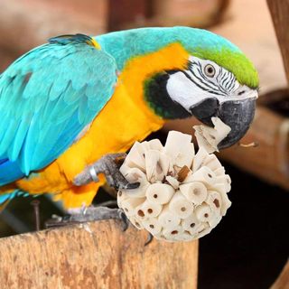 Quả bóng cỏ tự nhiên cho chim nhai và chơi với cây cọ Cây nho dệt đồ dùng cho chim