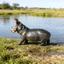 Trẻ em nhận thức mô hình động vật mô phỏng đồ chơi hippopotamus trang trí tượng nhỏ