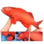 Đồ chơi mô phỏng mô hình sinh vật biển rắn East Star Grouper red Grouper Quà tặng trẻ em
