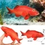 Đồ chơi mô phỏng mô hình sinh vật biển rắn East Star Grouper red Grouper Quà tặng trẻ em