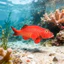 Đồ chơi mô phỏng mô hình sinh vật biển rắn East Star Grouper red Grouper Quà tặng trẻ em