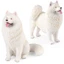 Trẻ em rắn lớn mô hình chó mô phỏng Samoyed chó thú cưng chó trang trí nhà đồ chơi nhựa bức tượng quà tặng