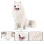 Trẻ em rắn lớn mô hình chó mô phỏng Samoyed chó thú cưng chó trang trí nhà đồ chơi nhựa bức tượng quà tặng
