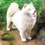 Trẻ em rắn lớn mô hình chó mô phỏng Samoyed chó thú cưng chó trang trí nhà đồ chơi nhựa bức tượng quà tặng