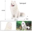 Trẻ em rắn lớn mô hình chó mô phỏng Samoyed chó thú cưng chó trang trí nhà đồ chơi nhựa bức tượng quà tặng