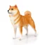 Mô hình động vật mô phỏng rắn cỡ lớn mới Akita và Shiba Inu Đồ chơi mô hình chó cưng và các bức tượng nhỏ