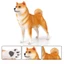 Mô hình động vật mô phỏng rắn cỡ lớn mới Akita và Shiba Inu Đồ chơi mô hình chó cưng và các bức tượng nhỏ