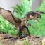 Trẻ em nhận thức kỷ Jura Mô phỏng Khủng long rắn Pterosaur Mô hình Phiên bản mới Đồ chơi Pterosaur Pterodactyl