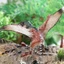 Trẻ em nhận thức kỷ Jura Mô phỏng Khủng long rắn Pterosaur Mô hình Phiên bản mới Đồ chơi Pterosaur Pterodactyl