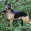 Mô phỏng tĩnh rắn động vật hoang dã mô hình lớn Đức Shepherd chó cưng trẻ em tượng đồ trang trí đồ chơi