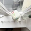 Air Pods 4 dòng họa tiết biểu cảm Chất liệu TPU Vỏ bảo vệ Tai nghe không dây
