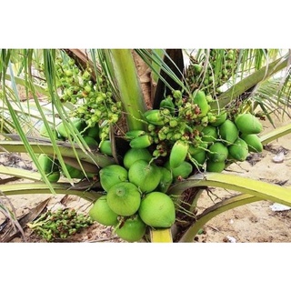combo 2 cây dừa sáp sữa tặng 1 cây