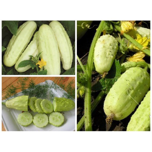 🌟Hạt Giống Dưa Chuột Trắng Có Gai Cực Kỳ Ngọt🌟 Năng Suất Cao