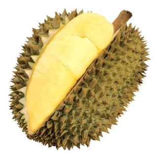 Cây Sầu Riêng Thái Hạt Lép Siêu Sớm .