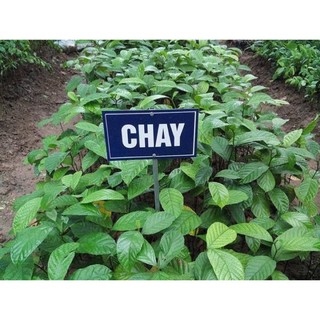 Cây chay ruột đỏ cao 20-30 cm 1 năm ra quả cây giông khoẻ mạnh .