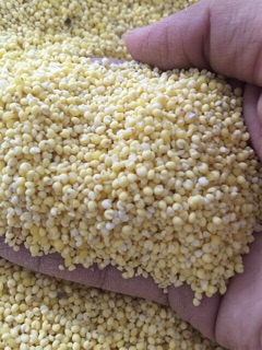 [Giá tốt] 1Kg Hạt Kê Nếp Vàng (Đã Tách Vỏ) cho bé ăn dặm, làm sữa hạt
