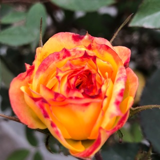 nguyenthily7676