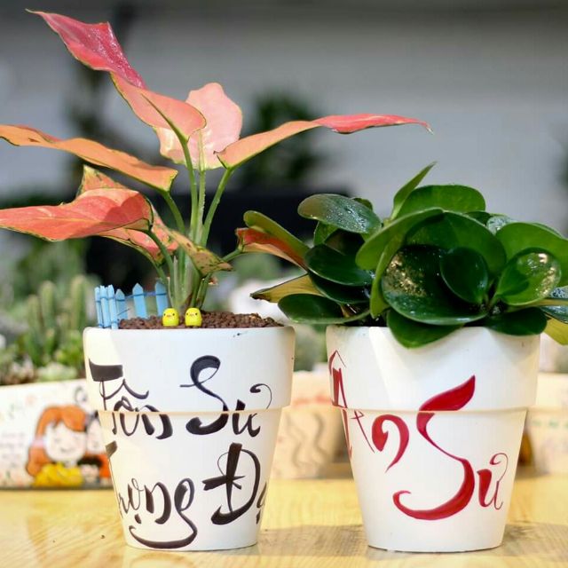 Cây cảnh mini quà tặng 20/11 | Shopee Việt Nam