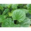 Lá lốt khô cao cấp JINDO 1kg