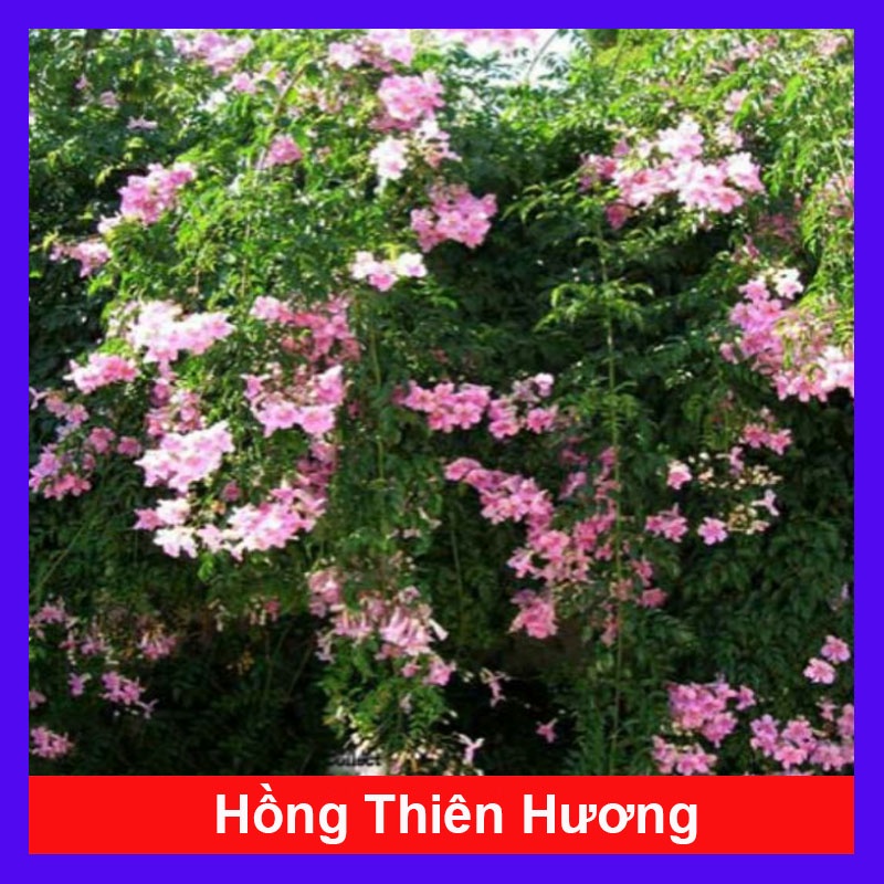 Cây hồng thiên hương (cây leo) - cây cảnh đẹp