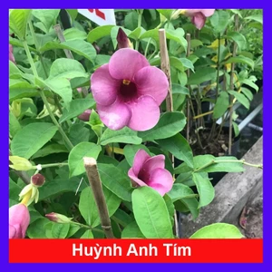 Cây huỳnh anh tím giống mới