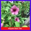 Cây huỳnh anh tím giống mới