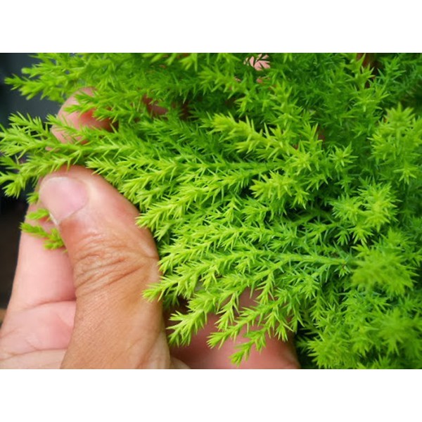 Cây tùng thơm cao 30-50 cm trang trí noel