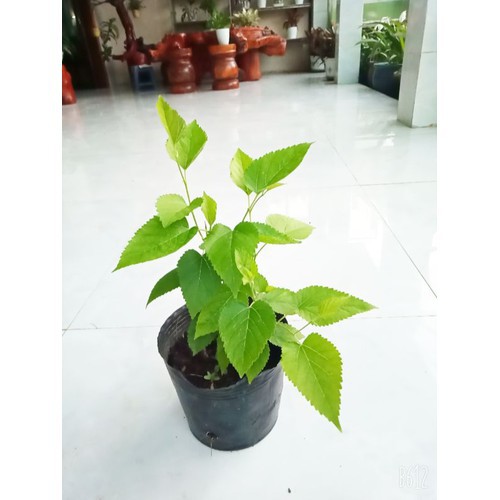 Cây Dâu Tằm - Cây cảnh sân vườn