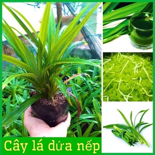 Cây lá dứa nếp thơm đồ xôi, nấu chè bầu 1 cây. .