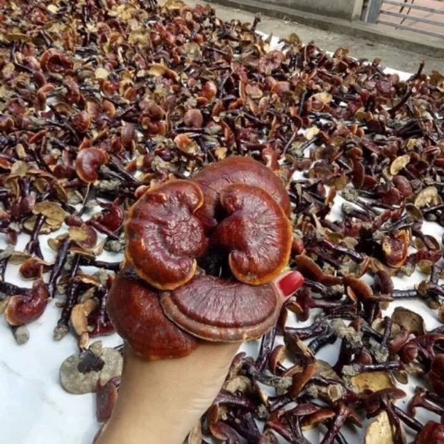Nấm Lim Xanh Khô hàng đẹp 1kg