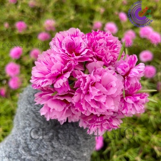 Cành Hoa Mười Giờ Cành Thái Kép MÀU HỒNG VẰN MỚI Cành Tơ Siêu Khỏe Ra Rễ Sau 3 Ngày💐