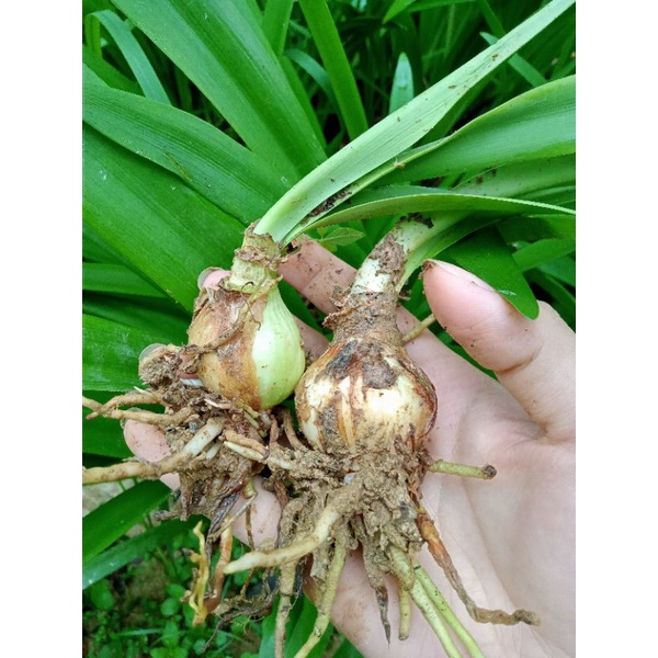 Củ Hoa Huệ Lan | Shopee Việt Nam