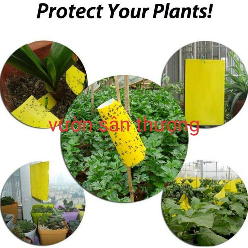 [Kèm Dây Treo] 1 Miếng Bẫy Dính Ru.ồi Vàng 15x20cm, Và Một số Loài Cô.n Trù.ng Gây H.ại Bằng Biện Pháp Cơ Học, A.n Toàn