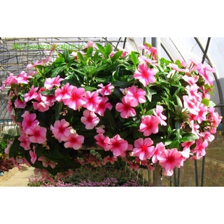 Hạt giống hoa dừa cạn rủ cực kì đẹp nảy mầm trên 90%