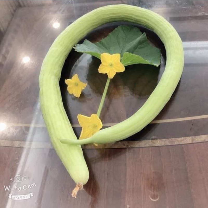 💥 Hạt giống Dưa Chuột Rắn Mỹ  siêu dài 🍎 Dòn Ngon💥 độc lạ rất dễ trồng