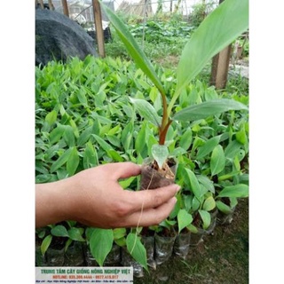 Cây Giống Chuối Đỏ Đăc Ca .