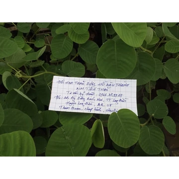 Cây Kim tiền thảo điều trị các bệnh về sỏi thận, sỏi đường mật, hạ huyết áp