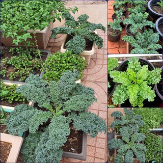 🌟Cải Xoăn Xanh Kale🌟 Giống Năng Xuất Cao Chống Chịu Sâu Bệnh 50 Hạt