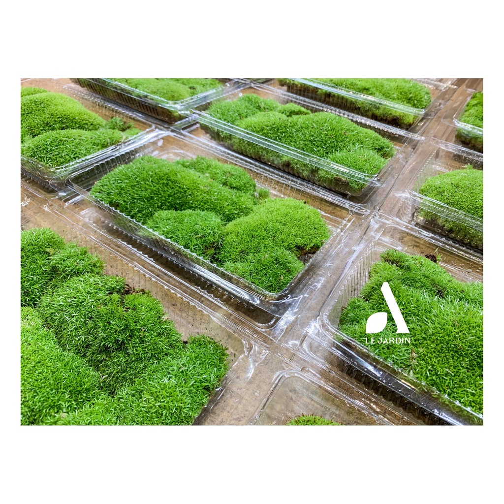 Rêu cỏ, rêu dễ chơi, siêu bền thích hợp trồng bình terrarium, non bộ ...