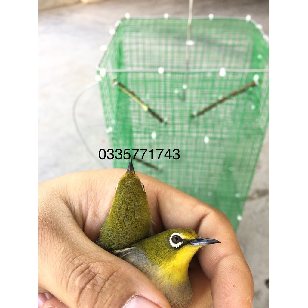 lồng bẫy chim khuyên, sâu 2 cửa tự động | Shopee Việt Nam