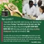 Bột chùm ngây hữu cơ Organic Moringa Powder