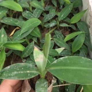 Combo 2 cây chuối tiêu hồng cấy mô .